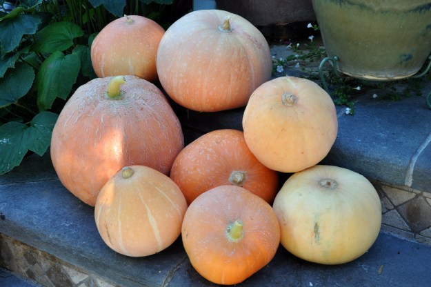 pumpkins