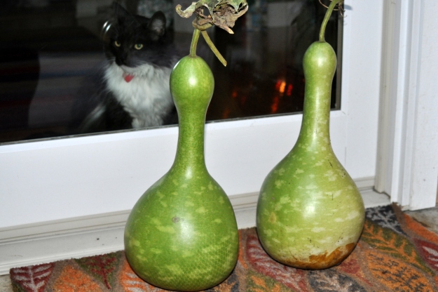 green birdhouse gourds