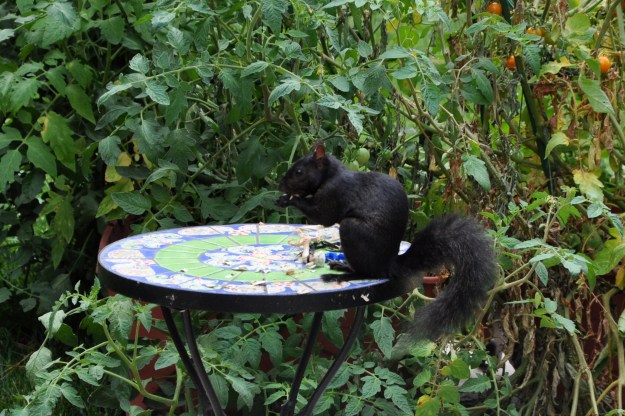 dark squirrel eating pumpkin