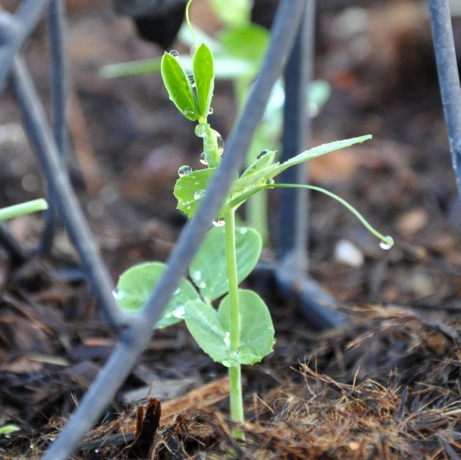 sprouted peas