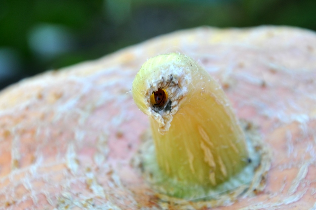 ladybug in stem