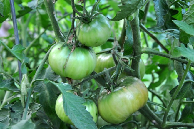 green tomatoes