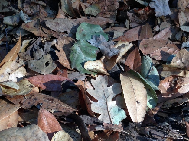 Potpourri of fallen leaves