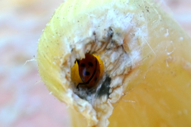 ladybug in stem closeup