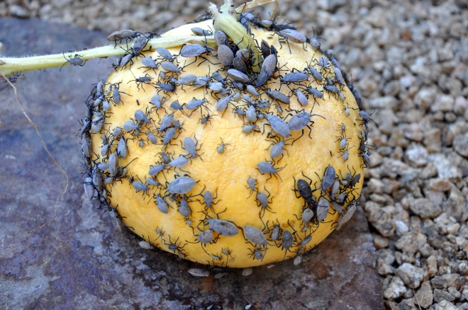 pumpkin with squash bugs