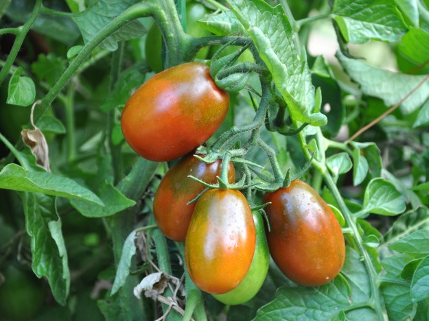 roma tomatoes