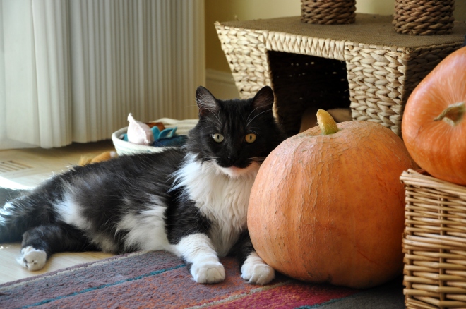 lindy with pumpkin