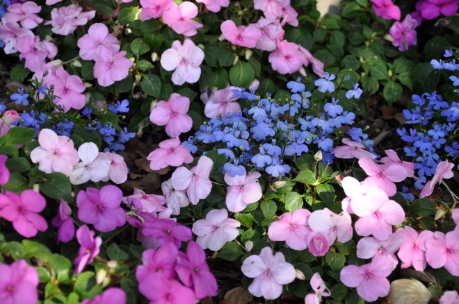 purple and pink flowers