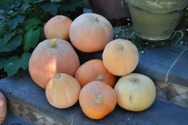 eight pumpkins