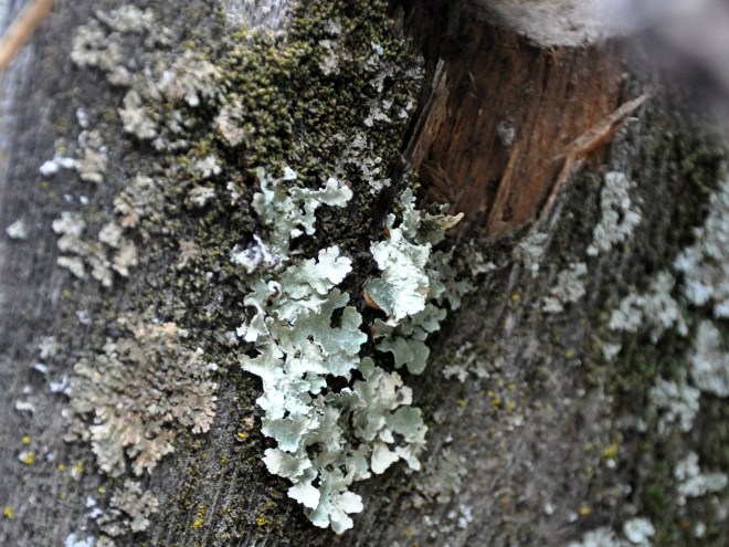 fence with lichen