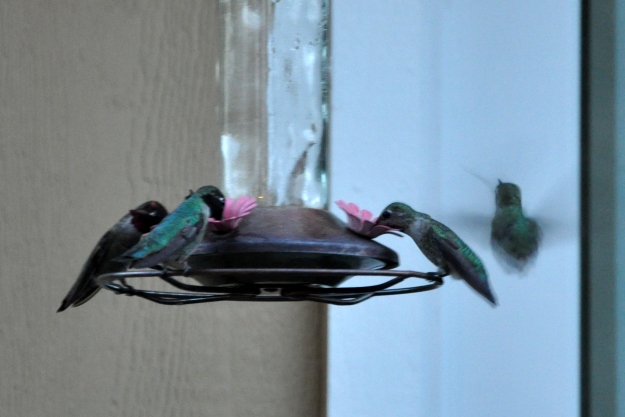 multiple hummingbirds at the feeder