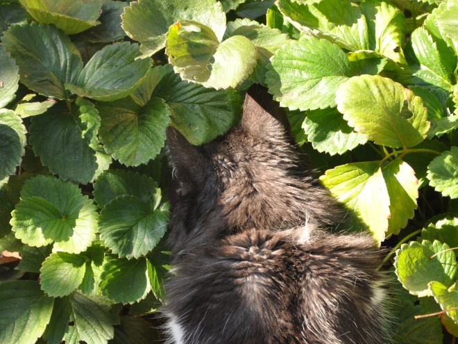 Lindy in Strawberry plant