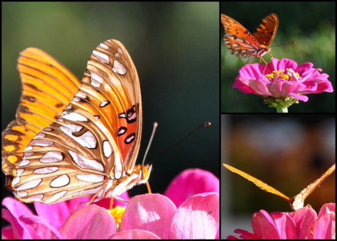 butterfly collage