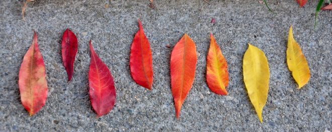 colorful leaves