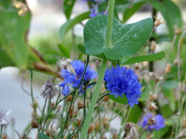 garden peas and flowers