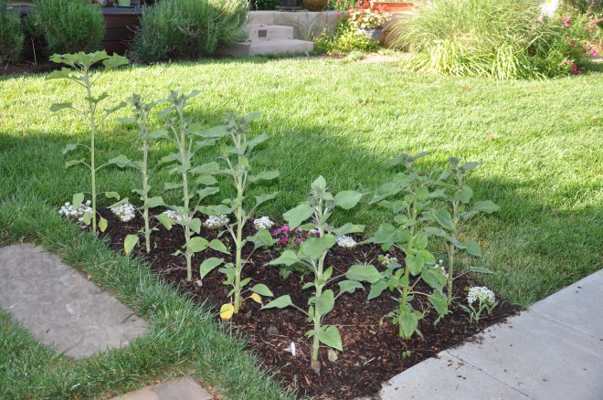 sunflowers and annuals