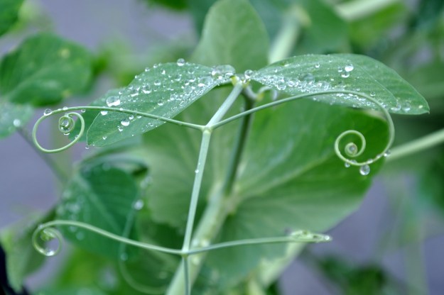 sweet peas in the rain