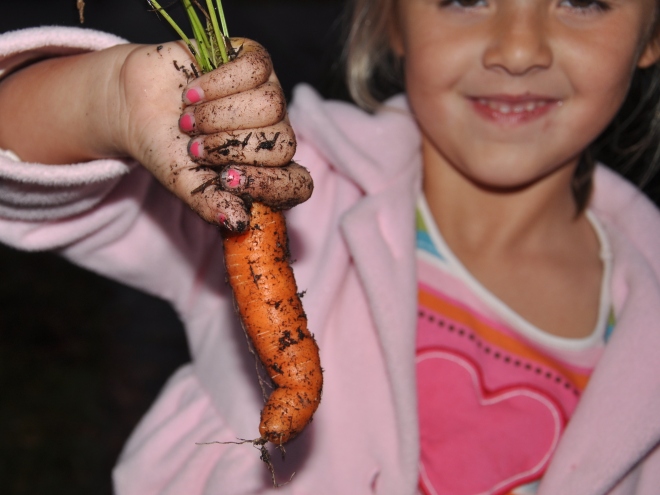 harvested carrot