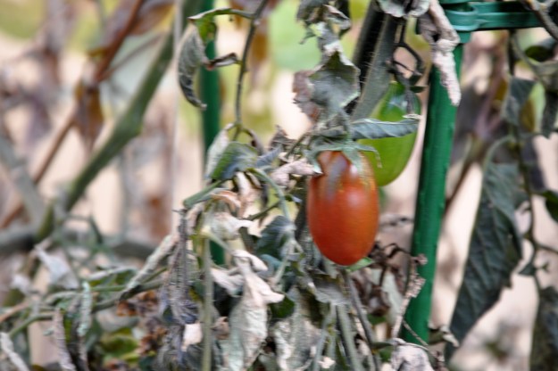 frozen tomato plant