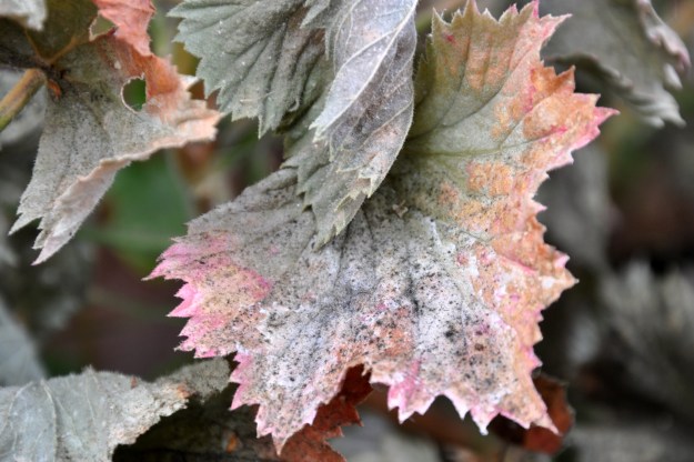 frost damage geranium