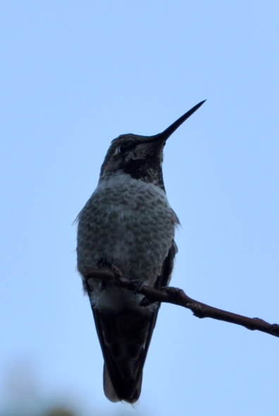 hummingbird in winter
