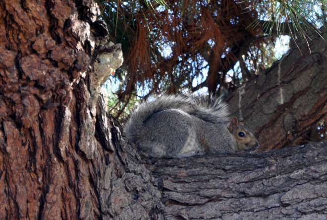 squirrel in pine tree