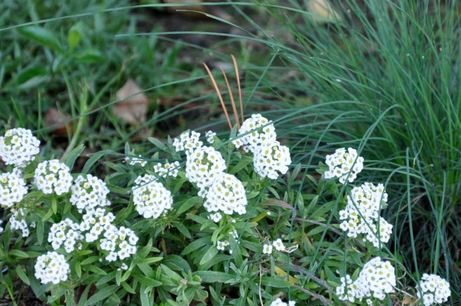 alyssum