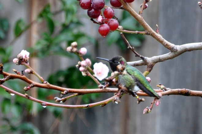 hummingbird in fruit tree fruit tree