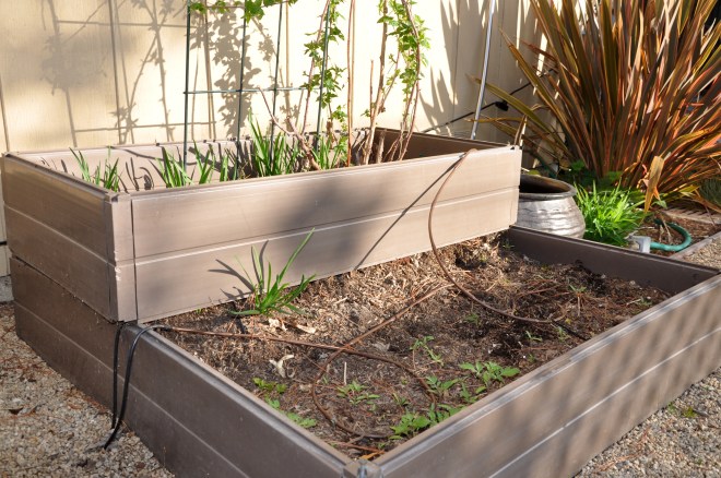 Raspberry vines and daffodils