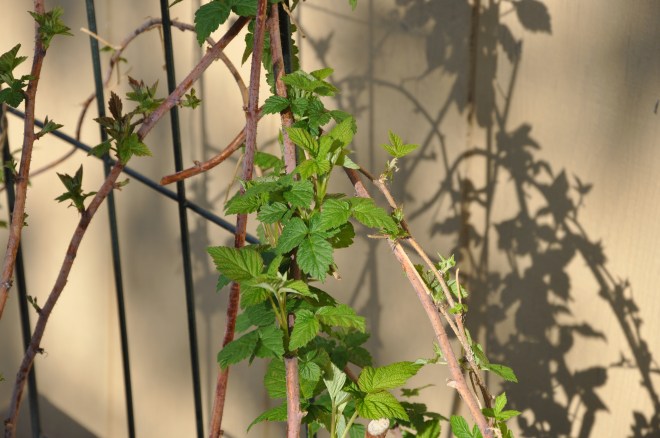 raspberry vines