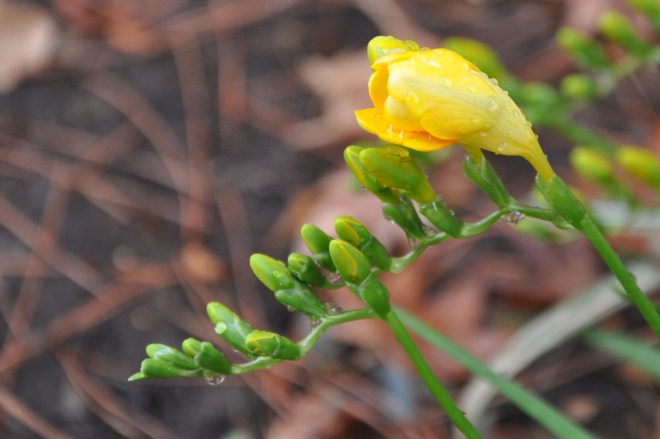 yellow freesia