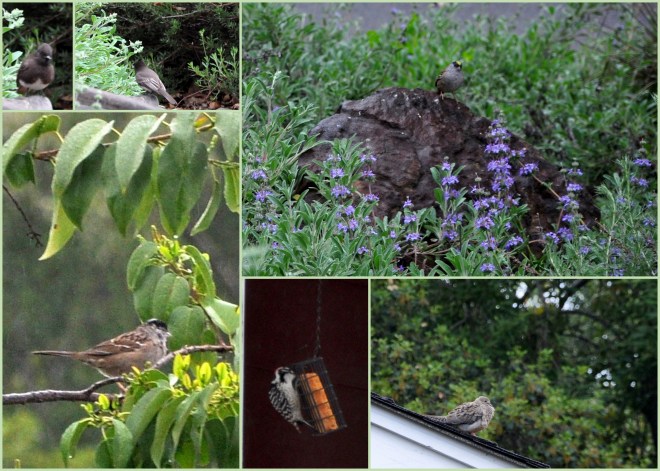 A variety of song birds