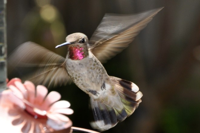 Anna's hummingbird