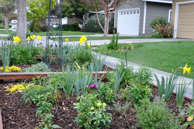 daffodils curb garden