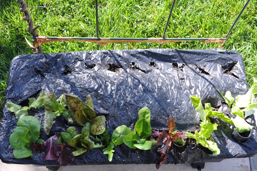 Earthbox File EarthBox: Growing our Salad – Gardening Nirvana