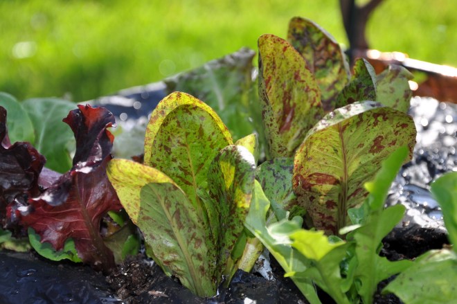 Organic Mixed Lettuce
