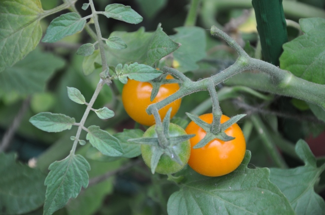 orange tomatoes 2013