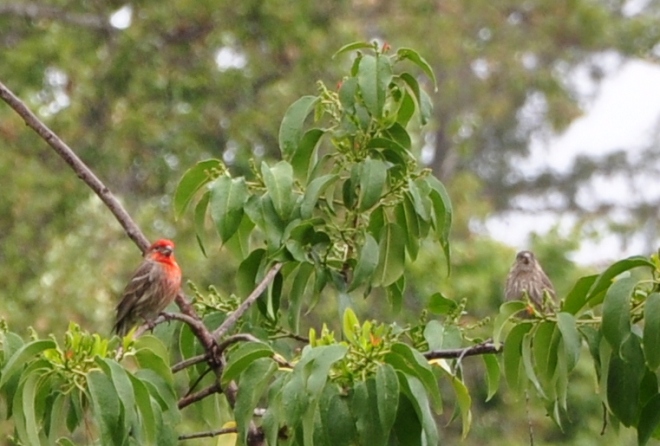 Male and Female House Finch 