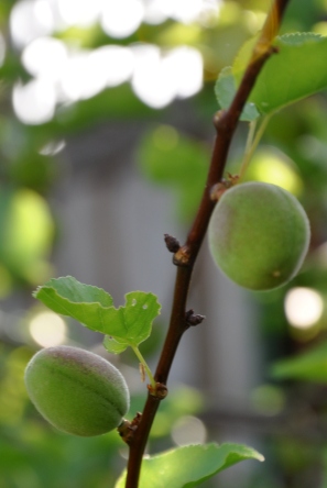 developing plums