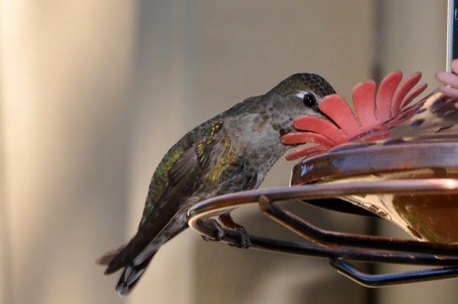 Female Anna's Hummingbird