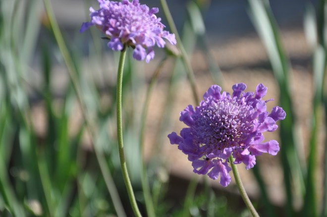 Scabiosa