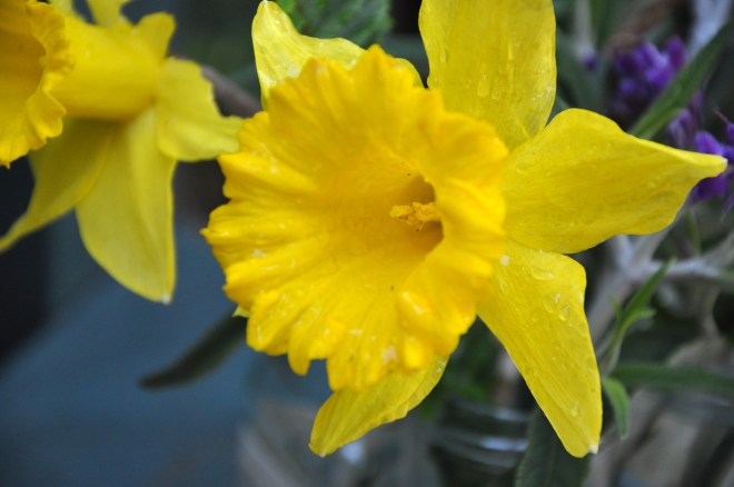Daffodils