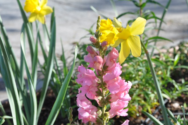 snapdragons and daffodils