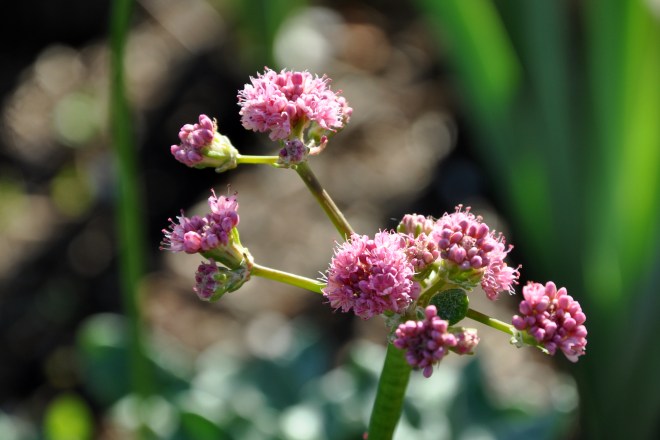 red buckwheat