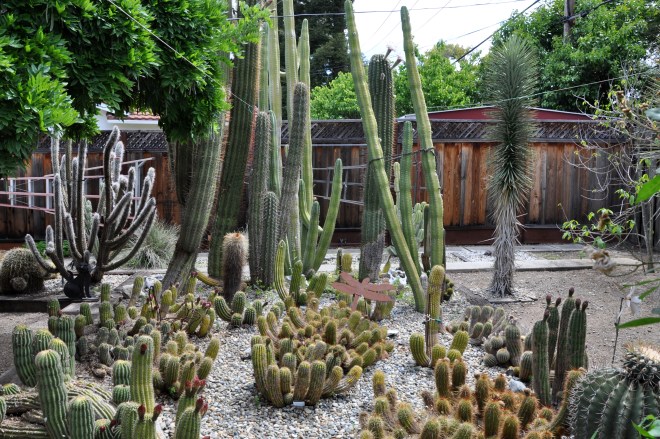 bruce's cactus garden