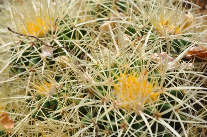 Golden Barrel Cactus - Echinocactus grusonii