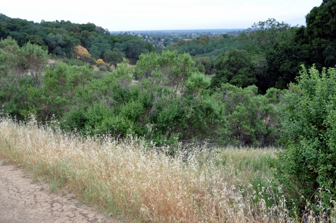 dry grass along the quicksilver trail