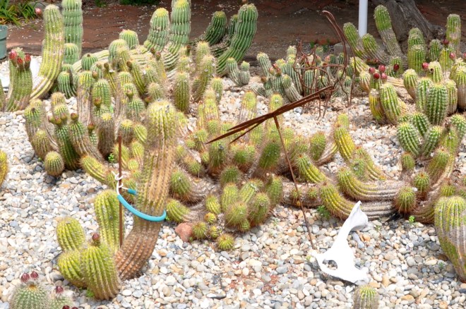 Clumping Peruvian cactus