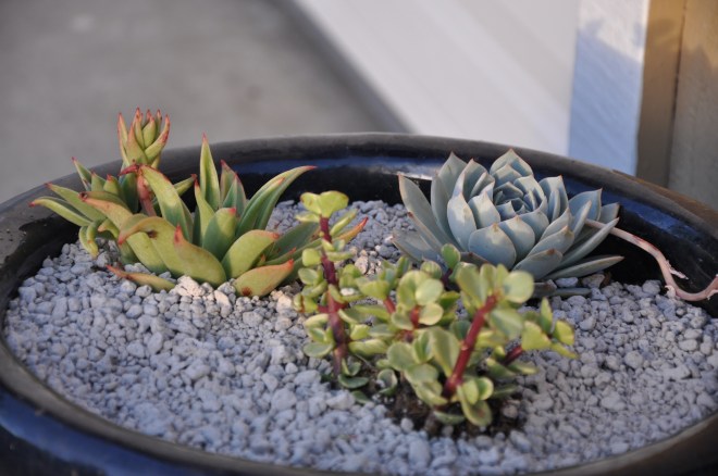 assorted succulents