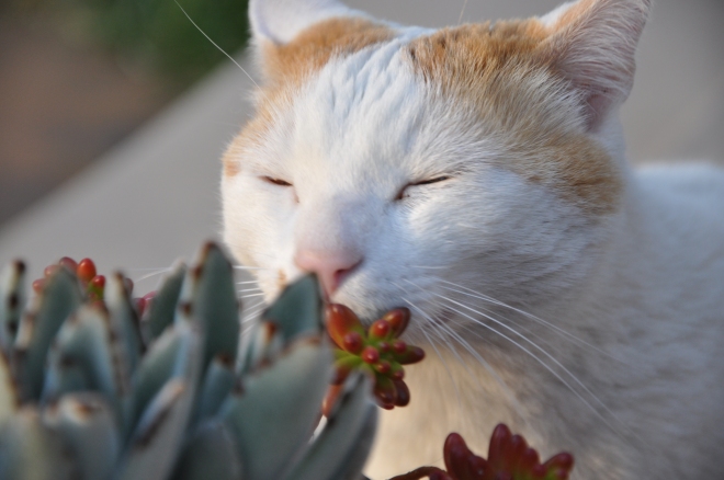 mouse smells succulents